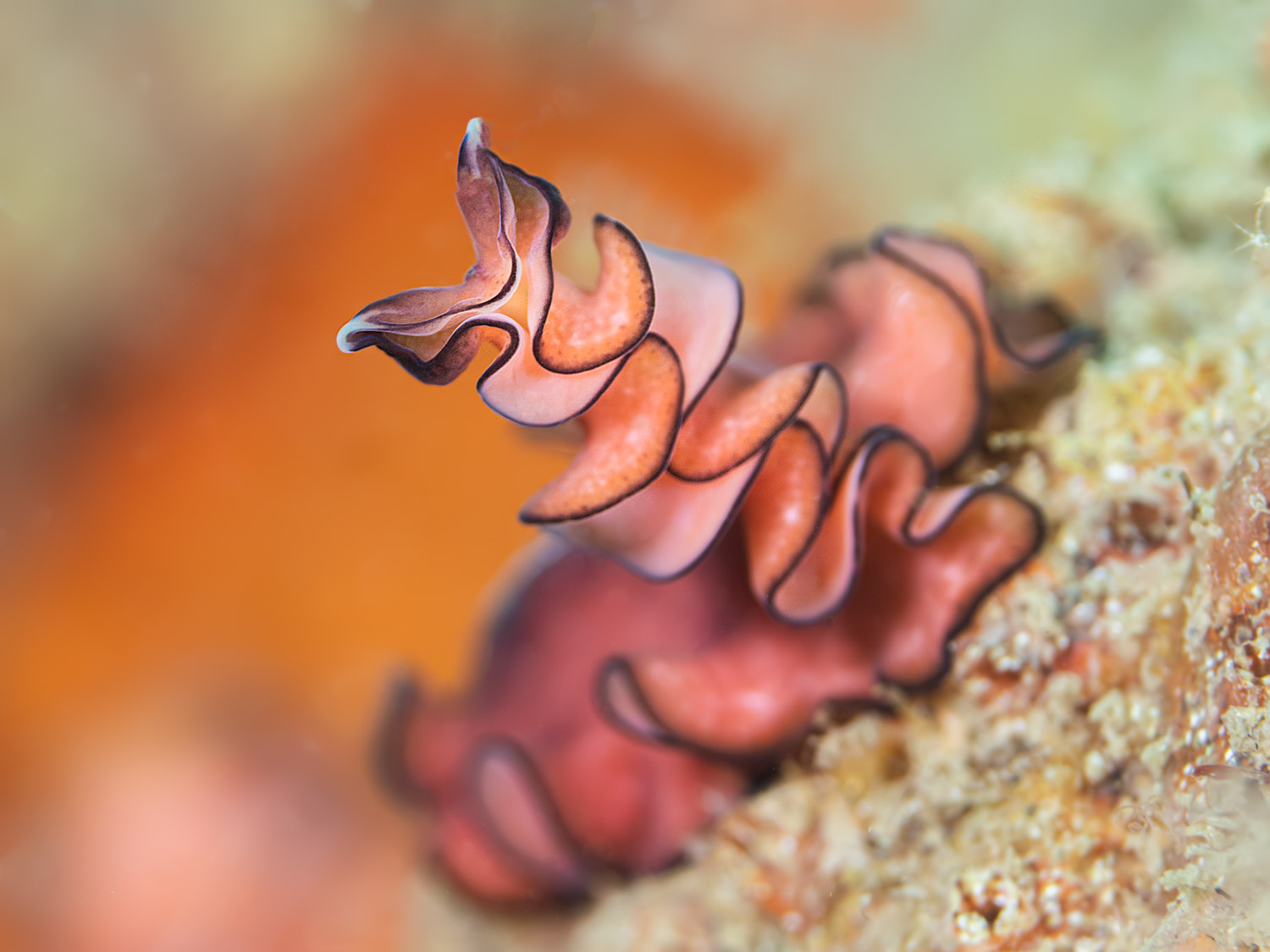 maroon-lined-flatworm