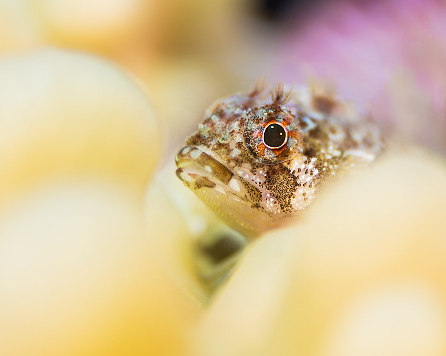 cape-triplefin-gordons-bay