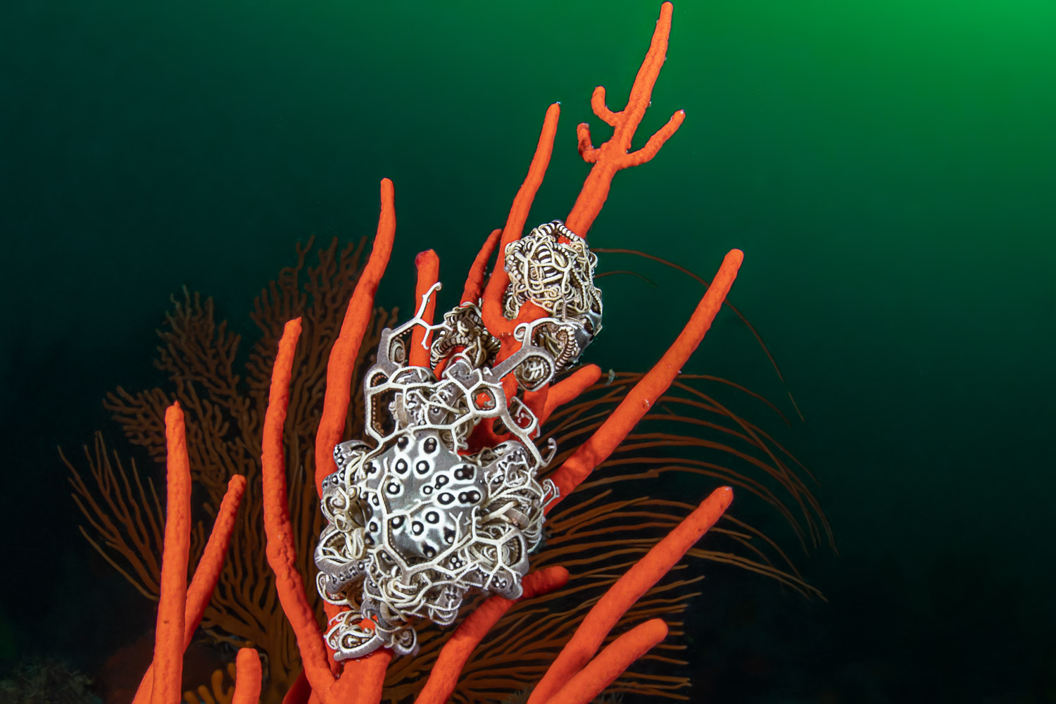basket-starfish-sterretjies-reef