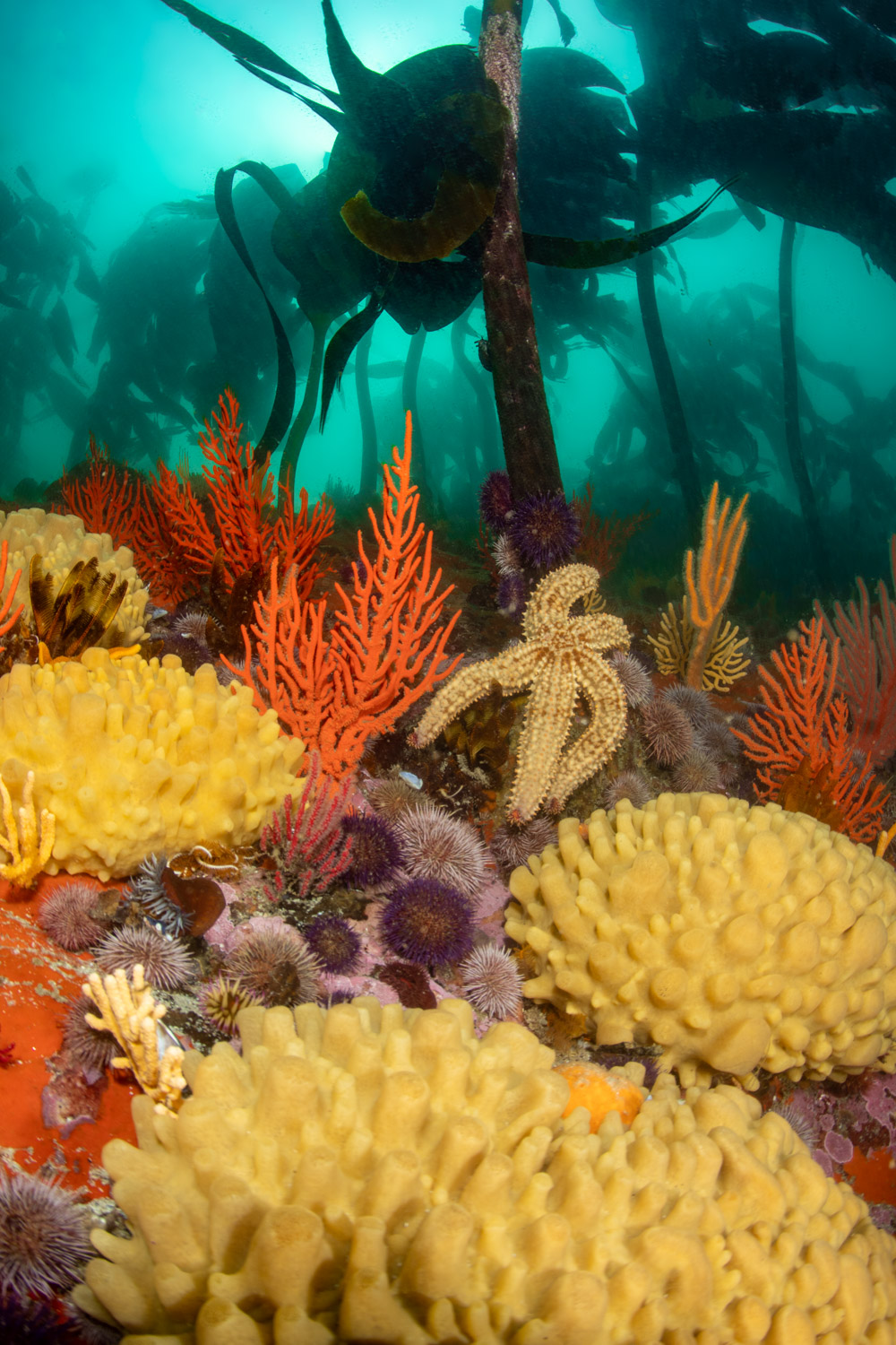 scuba-diving-rooi-els