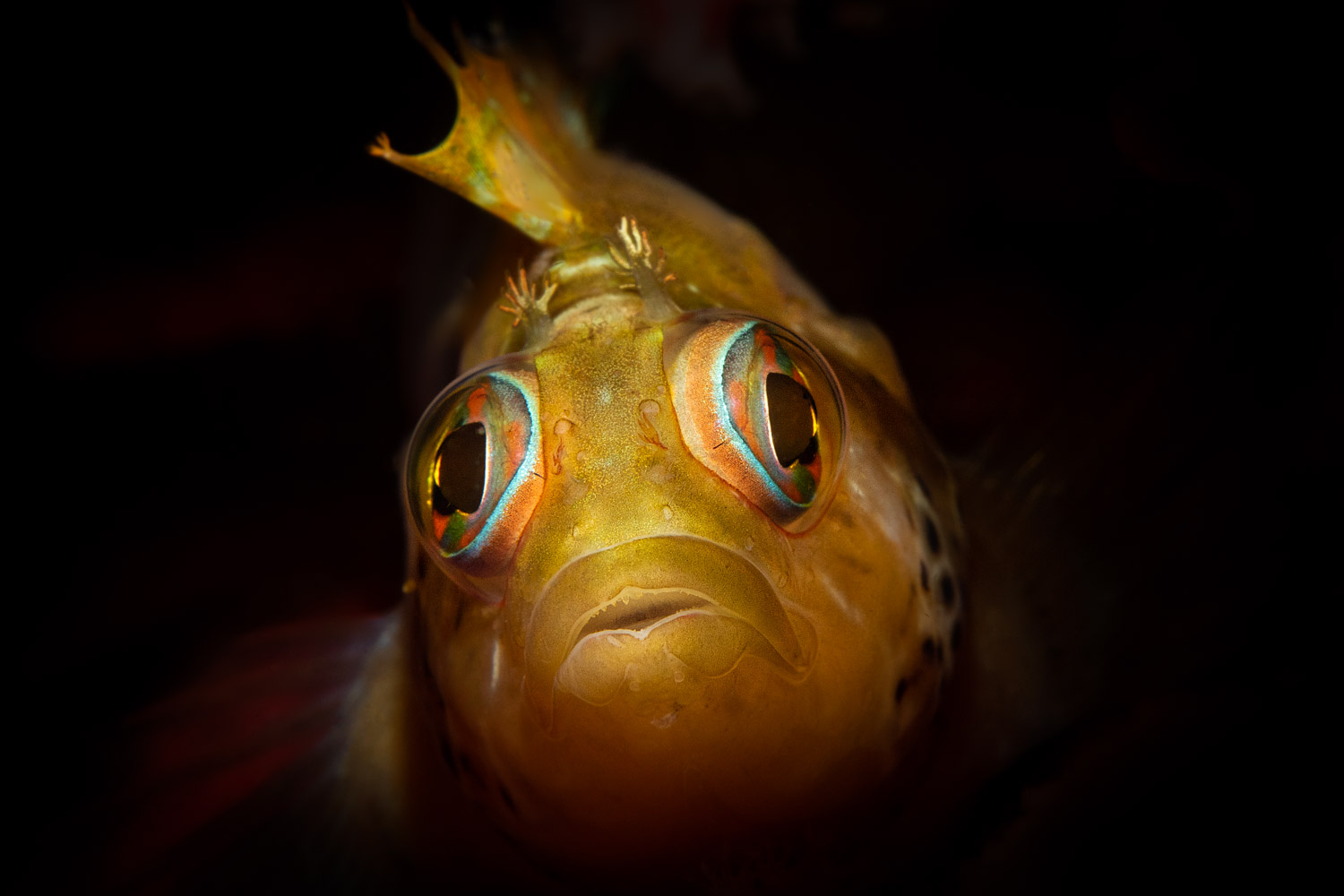 yellow-speckled-klipfish-gordons-bay