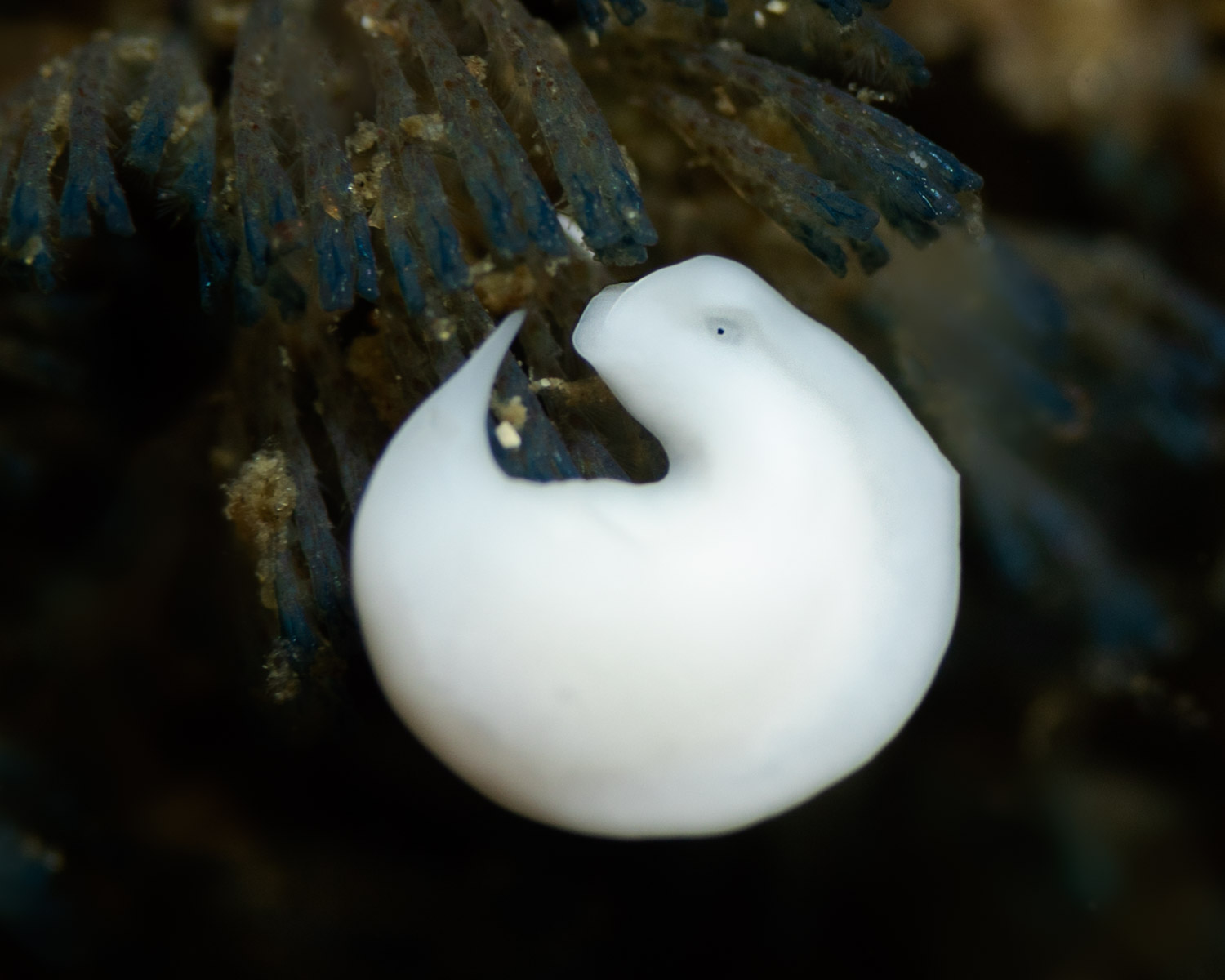 Acoel-flatworm