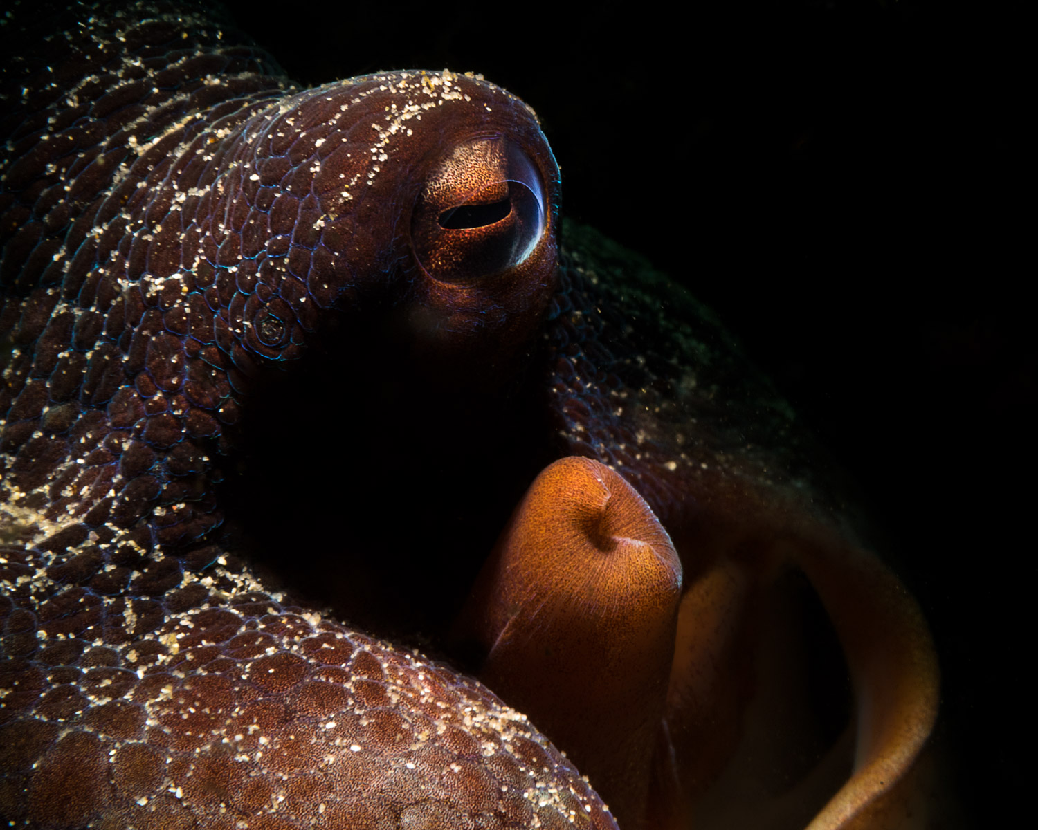 common-octopus-longbeach-simonstown
